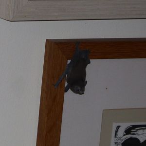 Bat ID - Pipistrelle? Daubentons?