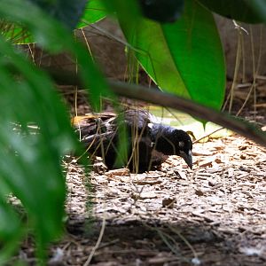 Giant Cowbird- (Molothrus oryzivorus)