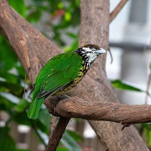 White-eared Catbird- (Ailuroedus buccoides)