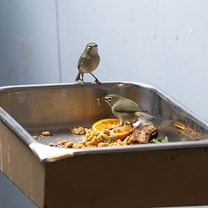 Bridled White-eye- (Zosterops conspicillatus saypani)