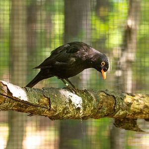 Common Blackbird- (Turdus merula)