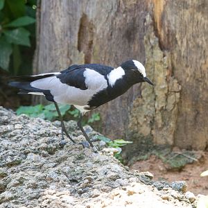 Blacksmith Plover- (Vanellus armatus)