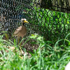 African Wattled Lapwing- (Vanellus senegallus)