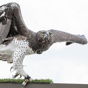 Martial Eagle- (Polemaetus bellicosus)