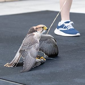 Lanner Falcon- (Falco biarmicus)
