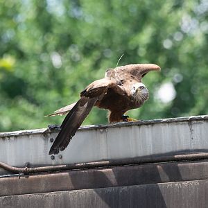 Black Kite- (Milvus migrans)