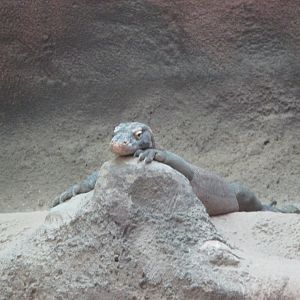 Komodo dragon