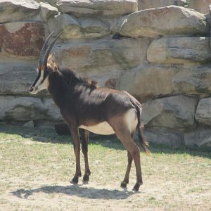 Giant sable antelope