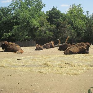 Herd of bisons
