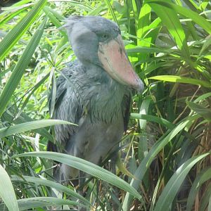 Shoebill