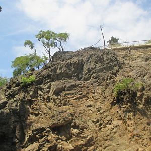 Barbary sheep exhibit