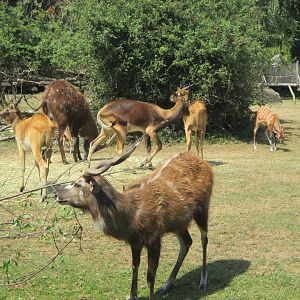 Sitatunga