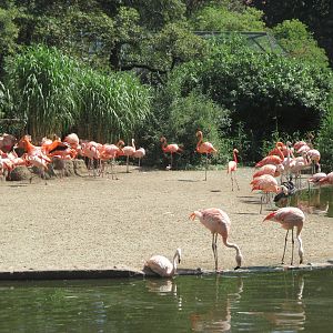 American flamingo and chilean flamingo