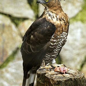 Changeable hawk-eagle