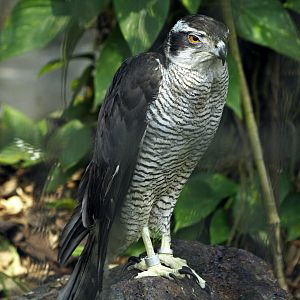 Northern goshawk