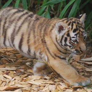 Amur tiger cub