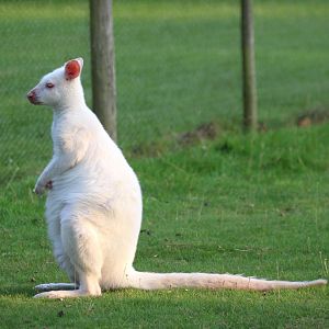 White Bennett's Wallaby