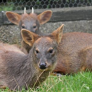 Pudu pair