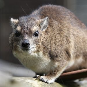 Yellow-spotted Bush Hyrax