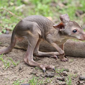 Young Parma Wallaby