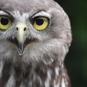 Barking Owl