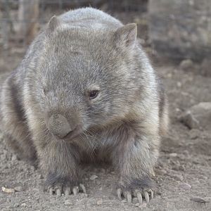 Mainland Wombat