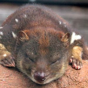 Tiger quoll; Hamerton; 3rd August 2019