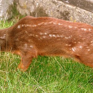 Pudu fawn; Hamerton; 3rd August 2019