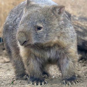 Mainland wombat; Hamerton; 3rd August 2019
