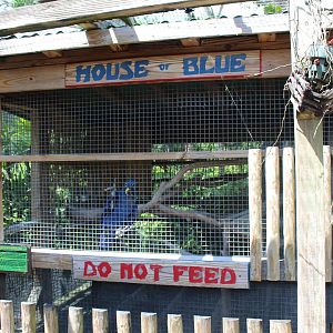 Hyacinth Macaw Exhibit