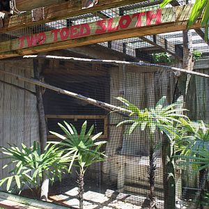 Southern Two-Toed Sloth Exhibit