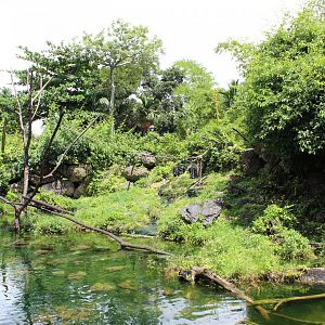 Wild Monkey Swimming Pool (Java Macaques)