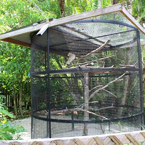 Moluccan Cockatoo Exhibit