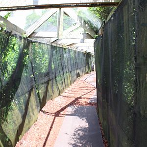 Tunnel Through Java Macaque Exhibit