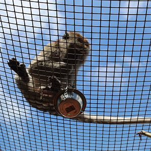 Java Macaque Feeding