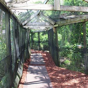 Tunnel Through Java Macaque Exhibit
