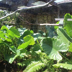 Southern Two-Toed Sloth Exhibit
