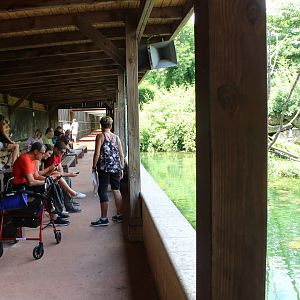 Wild Monkey Swimming Pool Viewing Area