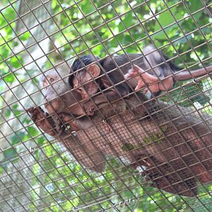 Java Macaque Mom & Baby