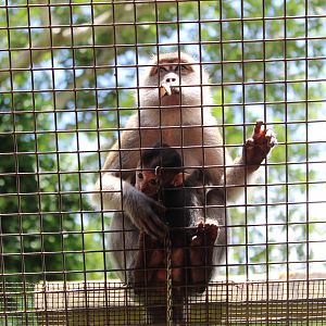 Java Macaque Mom & Baby