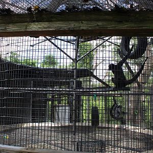 Brown-Headed Spider Monkey Exhibit