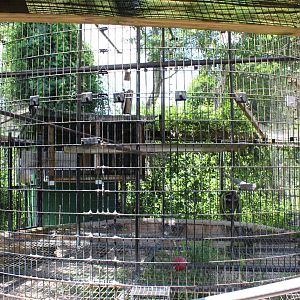 Diana Monkey Exhibit