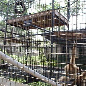 White-Handed Gibbon Exhibit