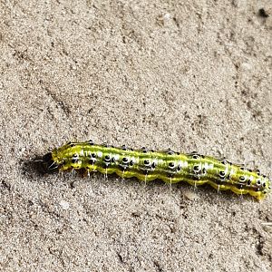 Caterpillar Box tree moth - Cydalima perspectalis