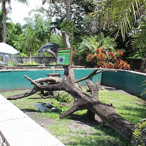 Rhinocéros Iguana & Sulcata Tortoise Exhibit