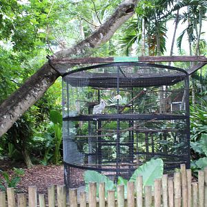 Moluccan Cockatoo Exhibit