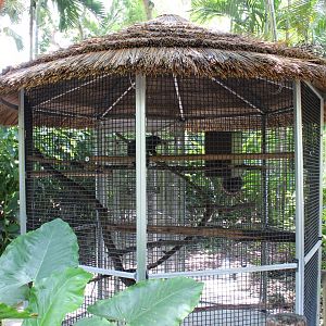 Red-Handed Tamarin Exhibit