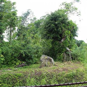 Gorilla Exhibit - Cameroon Jungle