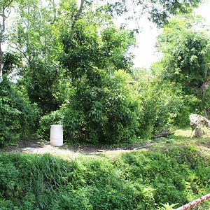 Gorilla Exhibit - Cameroon Jungle