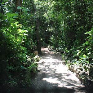 Amazonian Rainforest (Squirrel Monkeys & Brown-Tufted Capuchins)